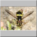 Dasysyrphus tricinctus - Breitband-Waldschwebfliege m01.jpg